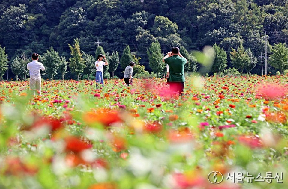 28일 전북특별자치도 임실군 운암면 쌍암리 상운마을 앞에 백일홍이 활짝 피어있다. (2024.08.28) / 사진 = 임실군청 제공