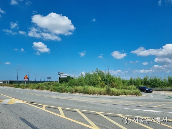 무안국제공항 창포회전교차로 앞 진출입로 코너에 잡초와 갈대가 운전자의 사야를 가리고 있다. / 사진 = 박남호 기자