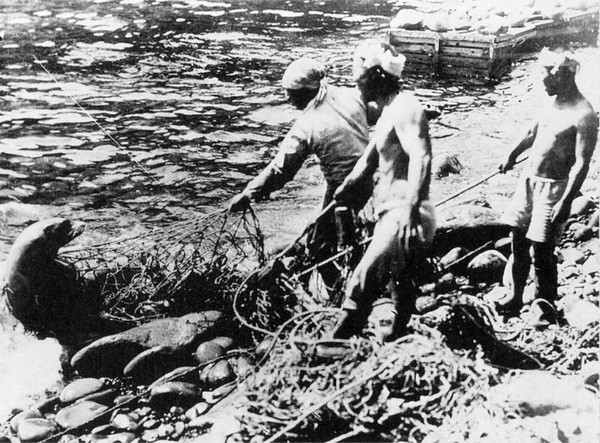 독도 강치를 불법으로 남획하고 있는 일본인 / 사진 = 아사히신문 