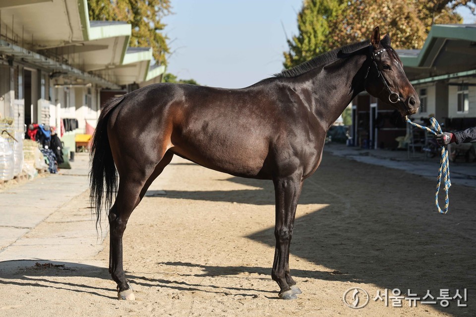 용비파워(18전 2/1/2, 레이팅 36, 한국 암 3세 갈색, 부마:언캡처드(미), 모마:센걸(한), 마주:정성진, 조교사:홍대유)