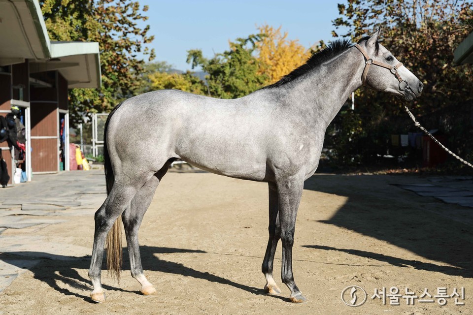 프린스데이(6전 1/3/0, 레이팅 40, 한국(포) 수 3세 회색, 부마:레이스데이(미), 모마:모스코드마마(미), 마주:양순희, 조교사:김동철)