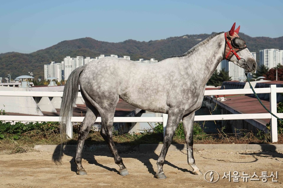 더페이버릿(29전 2/4/6, 레이팅 49, 한국 암 5세 회색, 부마:한센(미), 모마:레이디즈안트레몬(미), 마주:오종택, 조교사:백재우)