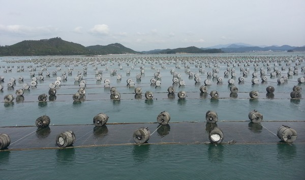 전라남도는 수산물 단일 품목으로는 김의 수출액이 사상 최초로 3억 달러를 넘어섰다고 밝혔다.