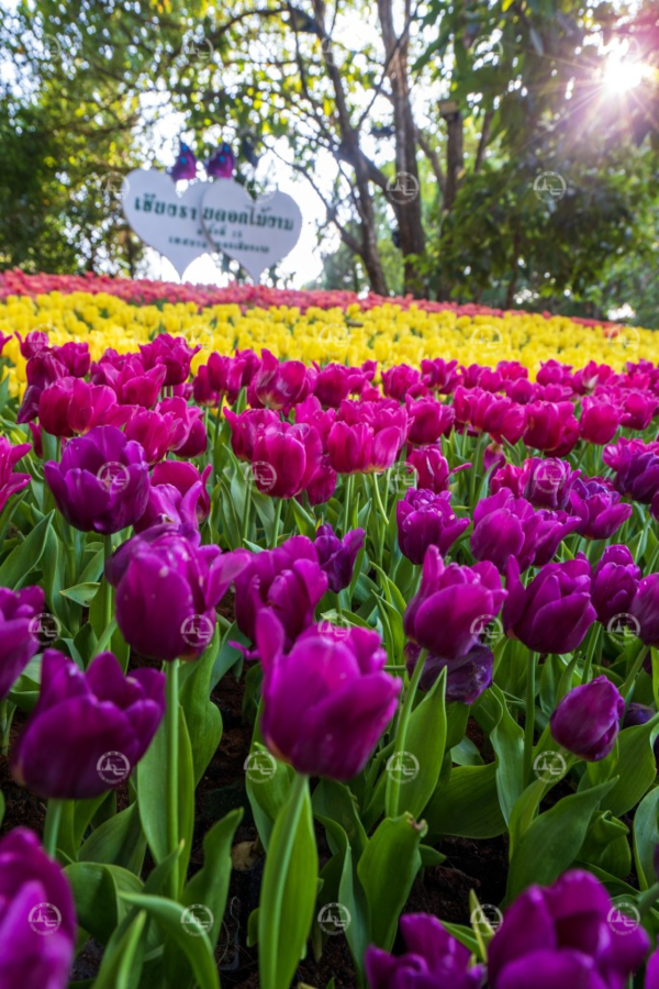 '치앙마이 플라워 & 아트 페스티벌 2024' /태국관광청 사진제공