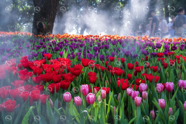 '치앙마이 플라워 & 아트 페스티벌 2024' / 태국관광청 한국사무소 사진제공