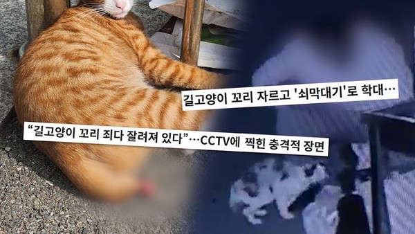  길고양이 학대 사건 / '궁금한 이야기 Y' 제공
