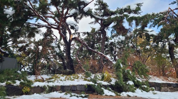 폭설로 덕수궁 소나무 가지가 부러진 모습. / 국가유산청 제공