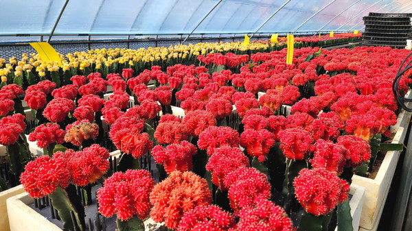 2024 전국 최고품질 농산물 생산단지 최우수상 수상한 ‘접목선인장’ / 사진 = 고양시