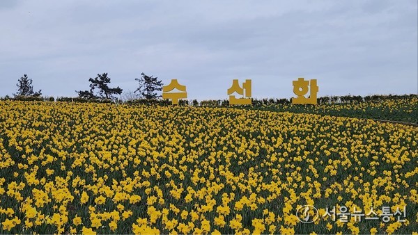 선도를 물들인 수선화 꽃밭. 올해 4월 초 선도에서 수선화축제가 열린다. /사진제공 박란희(신안군 지도읍 선도리 주민)
