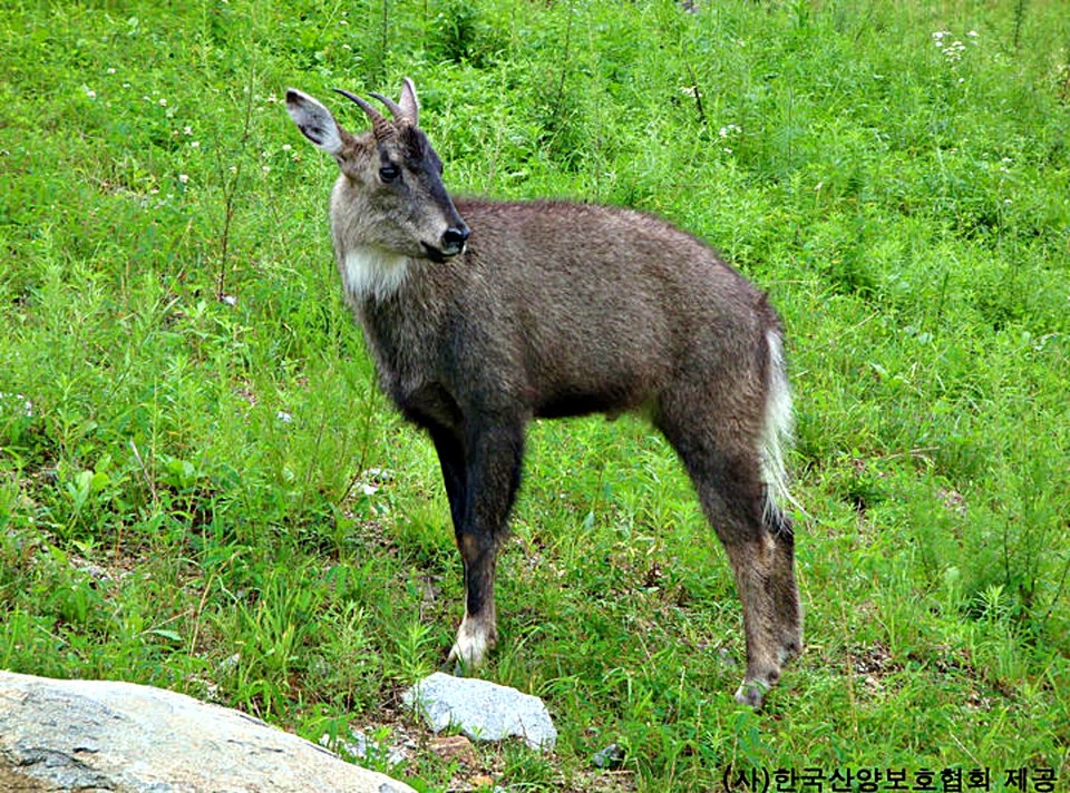 천연기념물 산양 (2025.04.10) / 사진 = 국가유산처 제공