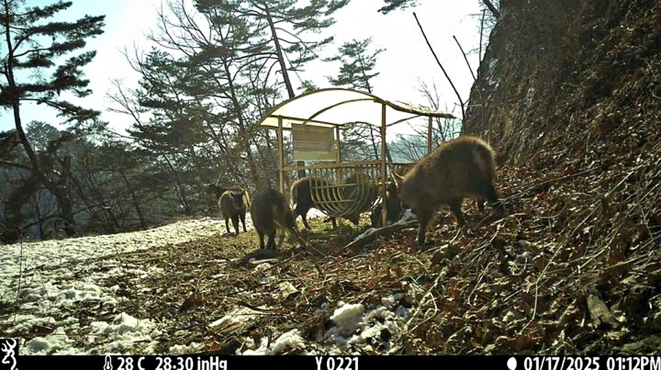 산양 먹이급이대에 먹이를 먹는 산양 (2025.02.14) / 사진 = 국가유산청 제공
