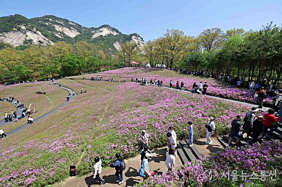 20일 서울 노원구 불암산 힐링타운에 철쭉이 만개해있다. 2025 불암산 철쭉제는 올해로 4회째를 맞는 노원의 대표 봄 축제로 불암산 힐링타운에 조성된 철쭉동산에서 펼쳐진다. (2025.04.20) / 사진 = 노원구 제공