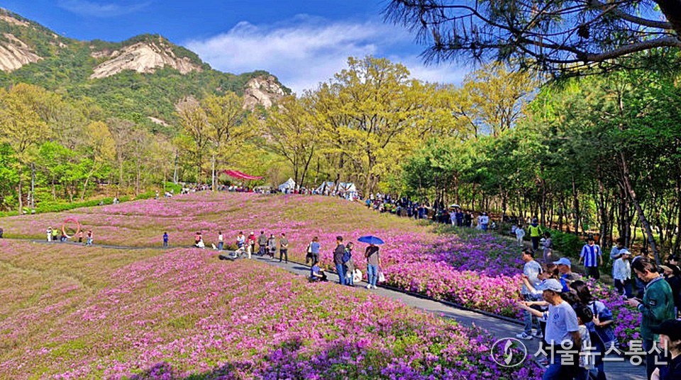 20일 서울 노원구 불암산 힐링타운에 철쭉이 만개해있다. 2025 불암산 철쭉제는 올해로 4회째를 맞는 노원의 대표 봄 축제로 불암산 힐링타운에 조성된 철쭉동산에서 펼쳐진다. (2025.04.20) / 사진 = 노원구 제공 