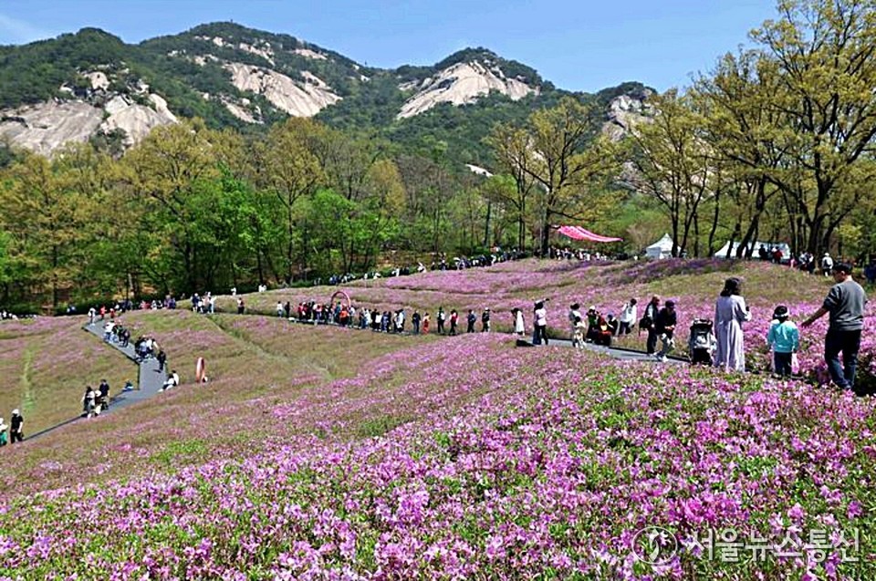 20일 서울 노원구 불암산 힐링타운에 철쭉이 만개해있다. 2025 불암산 철쭉제는 올해로 4회째를 맞는 노원의 대표 봄 축제로 불암산 힐링타운에 조성된 철쭉동산에서 펼쳐진다. (2025.04.20) / 사진 = 노원구 제공