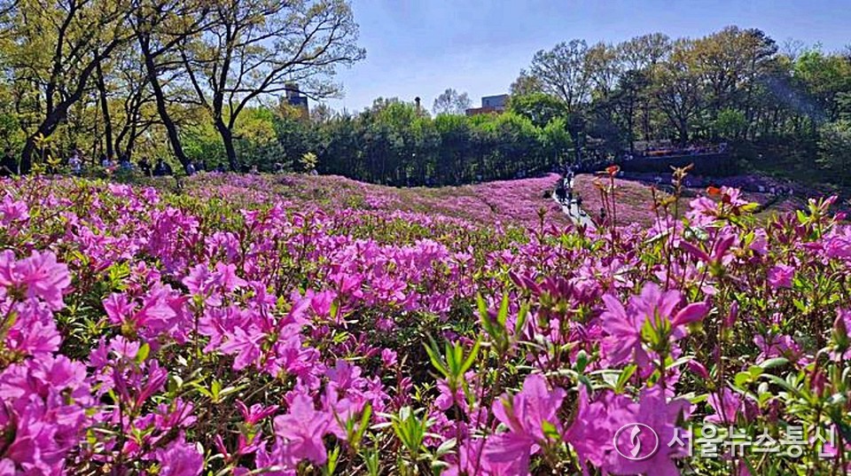 20일 서울 노원구 불암산 힐링타운에 철쭉이 만개해있다. 2025 불암산 철쭉제는 올해로 4회째를 맞는 노원의 대표 봄 축제로 불암산 힐링타운에 조성된 철쭉동산에서 펼쳐진다. (2025.04.20) / 사진 = 노원구 제공