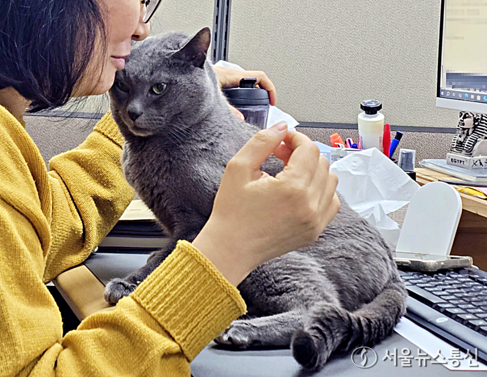 말보다는 동작이 낯선 고양이의 관심을 더 잘 끌 수 있다는 연구 결과가 나왔다. 사진은 '푸르메'라는 이름을 가진 고양이와 교감을 시도하는 모습. (2025.02.26) / 사진 = 서울뉴스통신 최정인 기자