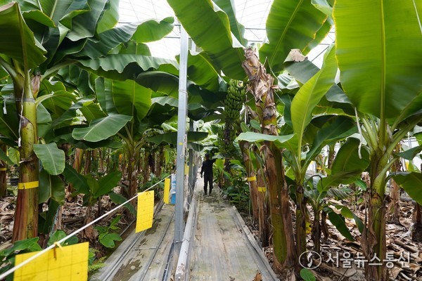 ▲엣지 해남 바나나 농장 전경(사진 = 해남군)