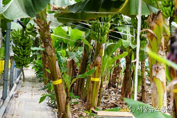 ▲해남 바나나 농장(사진 = 해남군)