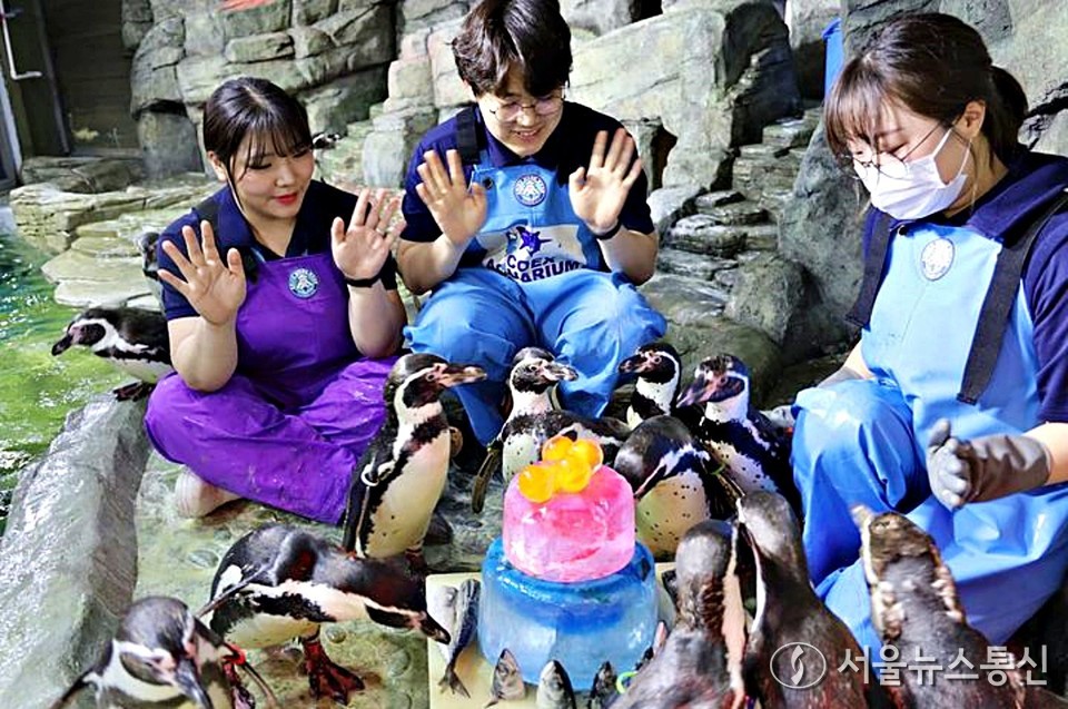 서울 강남구 코엑스 아쿠아리움은 오는 6일부터 8일까지 국내 최고령 훔볼트 펭귄들의 '장수 펭귄 생일파티'를 연다. 이번 생일파티의 주인공은 훔볼트 펭귄의 기대 수명을 훌쩍 넘긴 20세 이상 장수 개체 녹색이(20세), 연적이(21세), 적적이(20세) 그리고 녹흑이(21세)다. 사람 나이로 환산하면 약 100세 정도 되는 셈이다. 생일 축하 기간 동안 아쿠아리스트가 직접 준비한 생선 케이크 전달 퍼포먼스가 열린다. (2025.06.04) / 사진 = 코엑스 아쿠아리움 제공