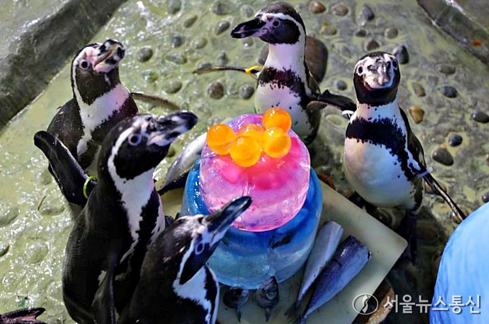 서울 강남구 코엑스 아쿠아리움은 오는 6일부터 8일까지 국내 최고령 훔볼트 펭귄들의 '장수 펭귄 생일파티'를 연다. 이번 생일파티의 주인공은 훔볼트 펭귄의 기대 수명을 훌쩍 넘긴 20세 이상 장수 개체 녹색이(20세), 연적이(21세), 적적이(20세) 그리고 녹흑이(21세)다. 사람 나이로 환산하면 약 100세 정도 되는 셈이다. 생일 축하 기간 동안 아쿠아리스트가 직접 준비한 생선 케이크 전달 퍼포먼스가 열린다. (2025.06.04) / 사진 = 코엑스 아쿠아리움 제공