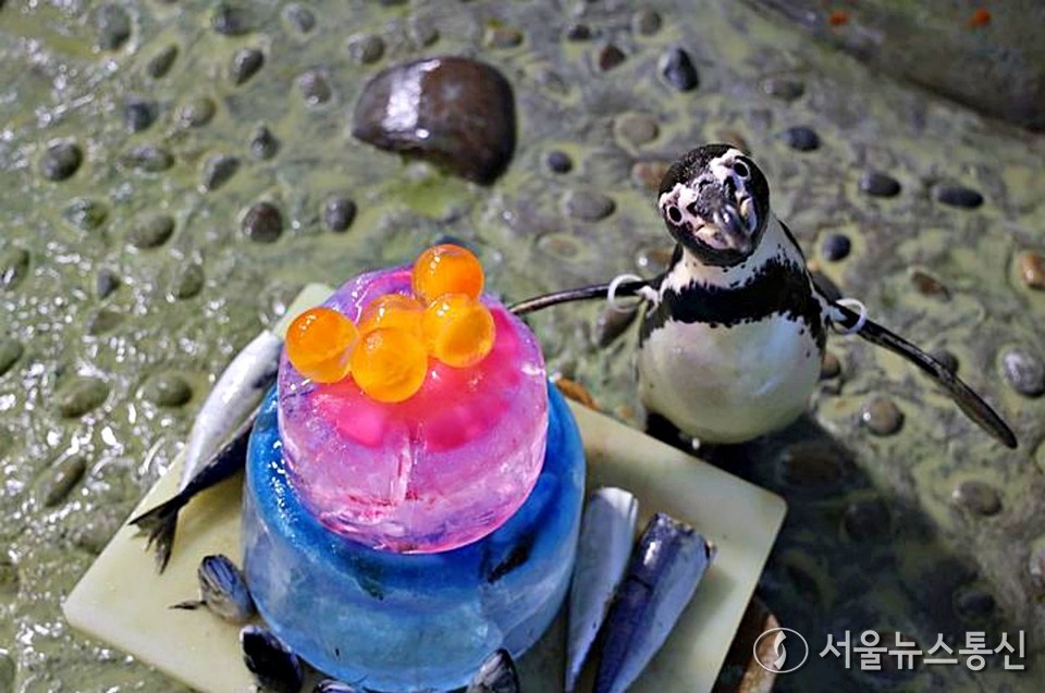 서울 강남구 코엑스 아쿠아리움은 오는 6일부터 8일까지 국내 최고령 훔볼트 펭귄들의 '장수 펭귄 생일파티'를 연다. 이번 생일파티의 주인공은 훔볼트 펭귄의 기대 수명을 훌쩍 넘긴 20세 이상 장수 개체 녹색이(20세), 연적이(21세), 적적이(20세) 그리고 녹흑이(21세)다. 사람 나이로 환산하면 약 100세 정도 되는 셈이다. 생일 축하 기간 동안 아쿠아리스트가 직접 준비한 생선 케이크 전달 퍼포먼스가 열린다. (2025.06.04) / 사진 = 코엑스 아쿠아리움 제공