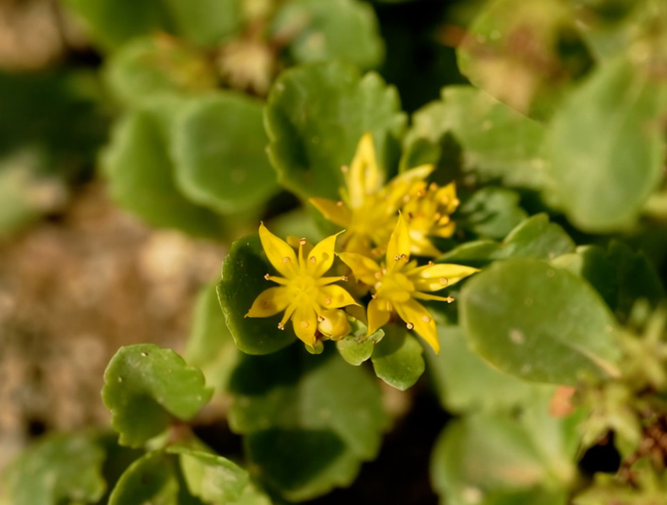 섬기린초 모습 / 사진 = 서경덕교수팀 제공