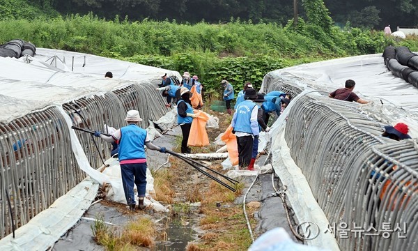 13일 밀양시자원봉사단체협의회 회원들이 초동면에서 호우와 돌풍으로 피해를 입은 시설하우스 철거 작업을 하고 있다.