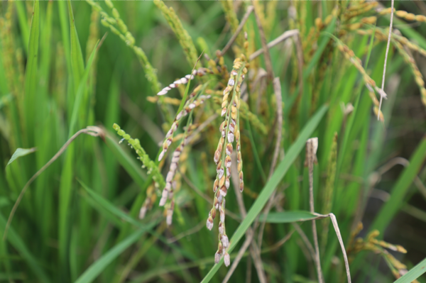 적기 병충해 방제 / 사진 = 이천시