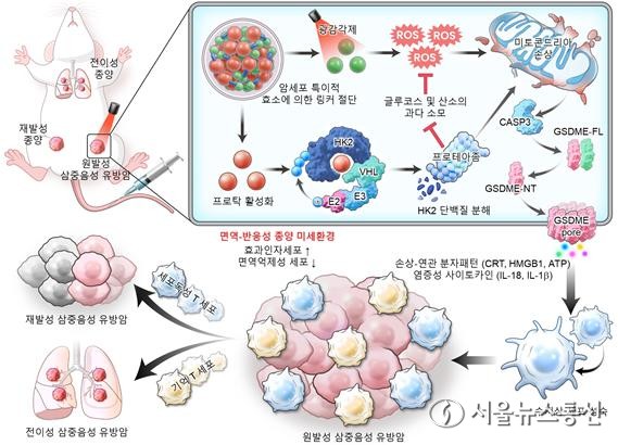 나노탁의 광역학 치료 매개 파이롭토시스 강화와 암 대사 리프로그래밍 기전./ (사진= 건국대학교 글로컬캠퍼스 제공)