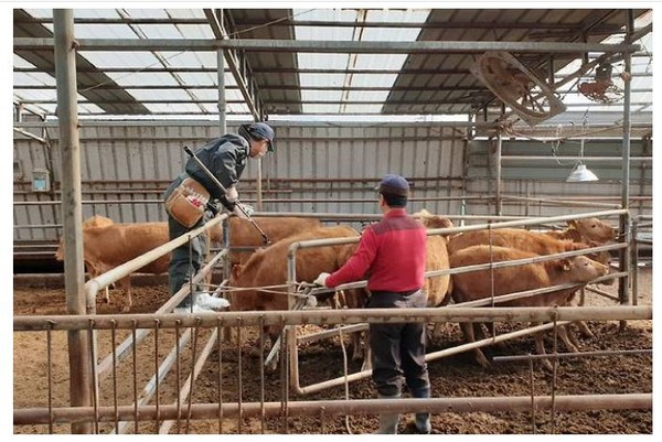 충주시와 충주축협은 최근 지역 소·염소 사육농가 900여호 3만여마리를 대상으로 구제역 일제접종을 실시했다.
