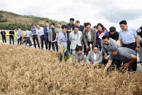 김민석 국무총리가 7일 오후 전남 장흥군 안양면 해창리 일원을 방문해, ‘벼 깨씨무늬병’ 피해 현장을 점검했다. (사진 총리실 제공) 2025.10.07, snakorea.rc@gmail.com , *재판매 및 DB 금지