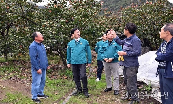 안병구 밀양시장이 상동면 떫은감 재배지를 찾아 탄저병 피해 현황을 살펴보고 관계자들과 의견을 나누고 있다.