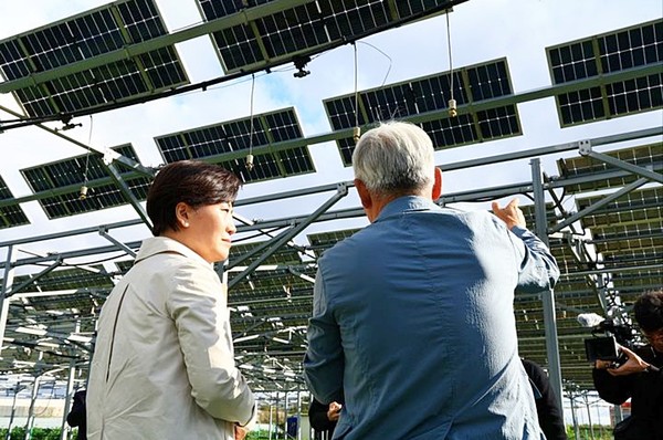 송미령 농림축산식품부 장관은 22일 오후 충북 청주시 오창읍 '영농형 태양광 실증단지'를 방문해, 영농형태양광 하부에 심긴 양배추 작물 재배 현장을 시찰하고 현장에서 지역농업인, 태양광 관련 기업들과의 간담회를 통해 애로사항을 청취했다. (2025.10.22) / 사진 = 농식품부 제공