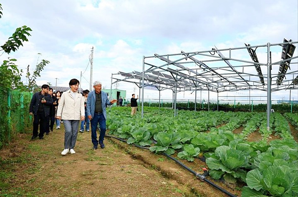 송미령 농림축산식품부 장관은 22일 오후 충북 청주시 오창읍 '영농형 태양광 실증단지'를 방문해, 영농형태양광 하부에 심긴 양배추 작물 재배 현장을 시찰하고 현장에서 지역농업인, 태양광 관련 기업들과의 간담회를 통해 애로사항을 청취했다. (2025.10.22) / 사진 = 농식품부 제공