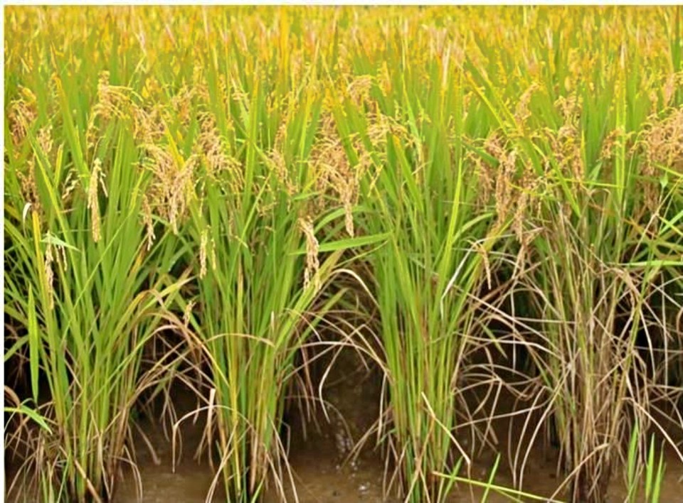 벼 신품종 '늘담'. / 사진 = 농촌진흥청 제공