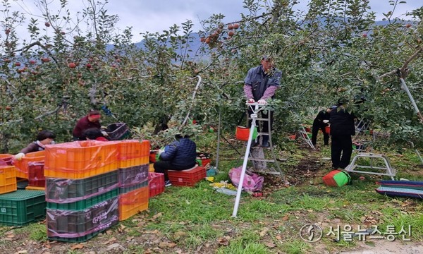 가을철 감 수확 장면