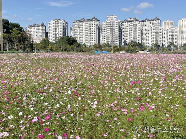 코스모스 (사진=대전서구 제공) 2025.10.29, snakorea.rc@gmail.com , *재판매 및 DB 금지