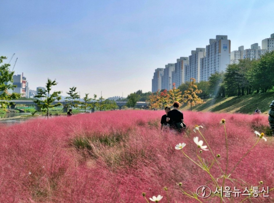 오늘30일은 전국이 대체로 맑은 가운데 일교차가 크게 벌어지겠다. 사진은 핑크뮬리가 피어있는 안양천 모습. (2024.10.12) / 사진 = 서울뉴스통신 송경신 기자