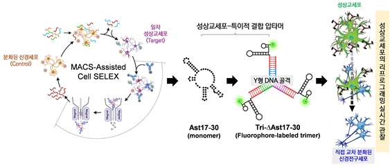 [그림자료] 한양대 김영필 교수팀, 뇌 성상교세포 리프로그래밍 실시간 추적 기술 개발... 차세대 신경퇴행성 질환 치료 연구의 기반 제시2025.10.31, snakorea.rc@gmail.com , *재판매 및 DB 금지
