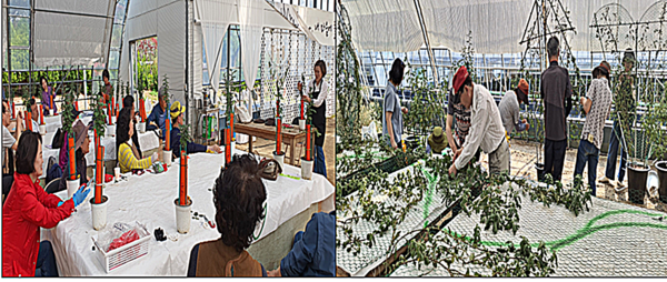 울산시농업기술센터는 31일부터 11월 2일까지 농업기술센터 내 도시원예실습장에서 ‘국화분재반 교육 수료작품’ 전시회를 개최한다고 밝혔다.