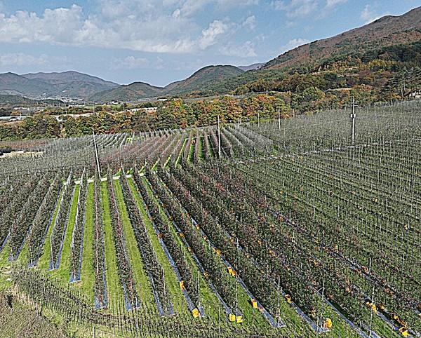 경북도는 농식품부 공모 사업인 2026년 ‘과실전문생산단지 기반조성’에 전국 13지구 중 12개 지구(점유율 90%)가 최종 선정되어 국비 175억원(총 194억원)을 확보했다.