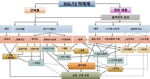 SGLT2 억제제의 복합적이고 다층적인 기전. 실선은 임상 연구에서 입증됐으며, 점선은 전임상 연구에서 입증됐다.