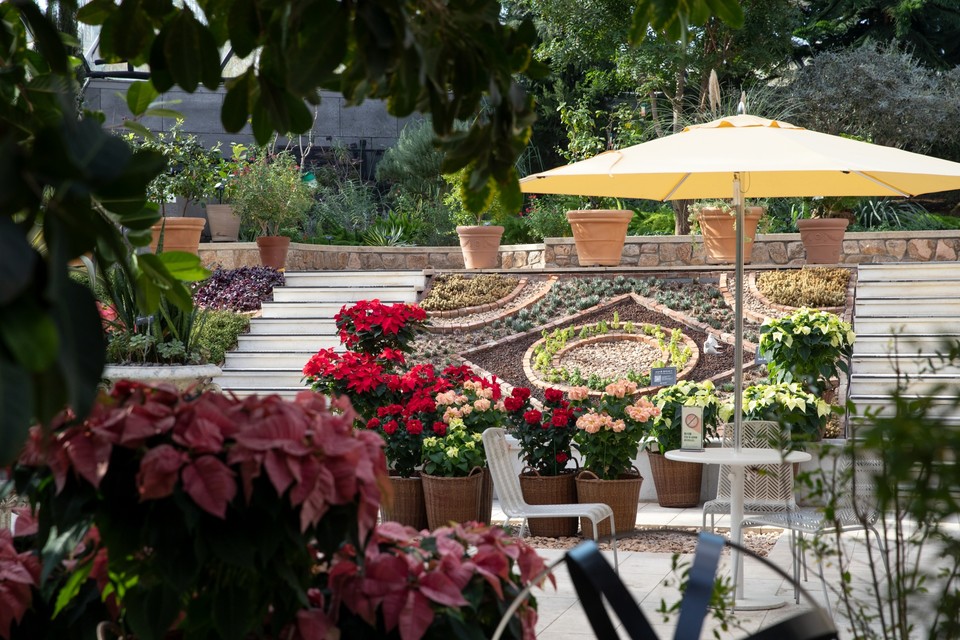 지중해관 포인세티아 전시 (사진=서울식물원 제공) 2025.11.11, snakorea.rc@gmail.com , *재판매 및 DB 금지