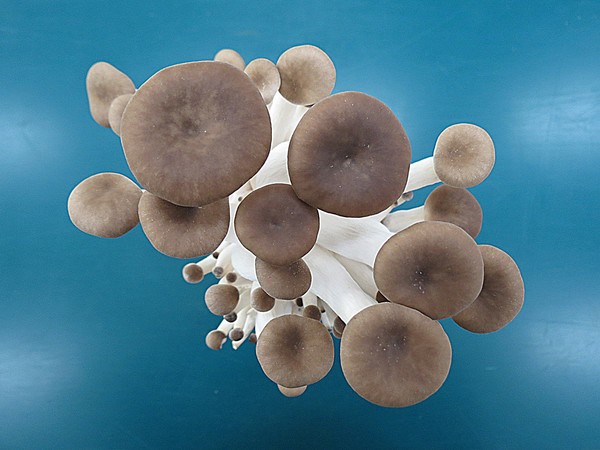 경남도농업기술원은 큰느타리(새송이) 버섯과 느타리버섯을 융합해 새로운 버섯 품종 ‘새느’를 육성하고, 품종보호출원을 완료했다고 밝혔다.