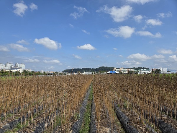 경남도농업기술원은 최근 수행한 ‘논 활용 참깨 안정생산기술 개발’ 연구에서 하니올 품종을 적용해 논에서도 참깨 재배가 가능함을 확인하고, 10a당 134.7㎏의 안정적인 수확량을 기록했다고 밝혔다.