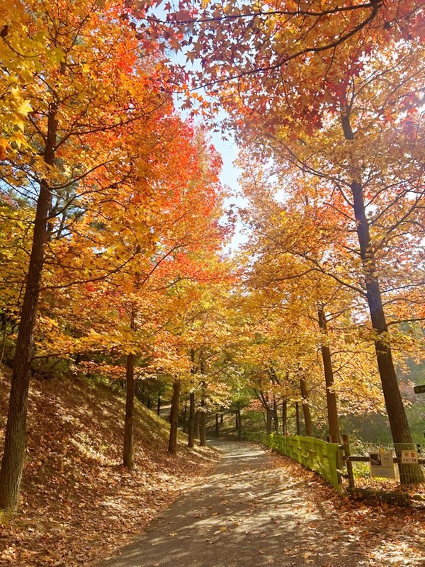산림환경연구원은 이번 주가 단풍이 절정을 이루는 시기로 오는 16일까지 개최하는 ‘2025년 경남도수목원 단풍축제’에서 가을 풍경을 감상할 수 있다고 밝혔다.