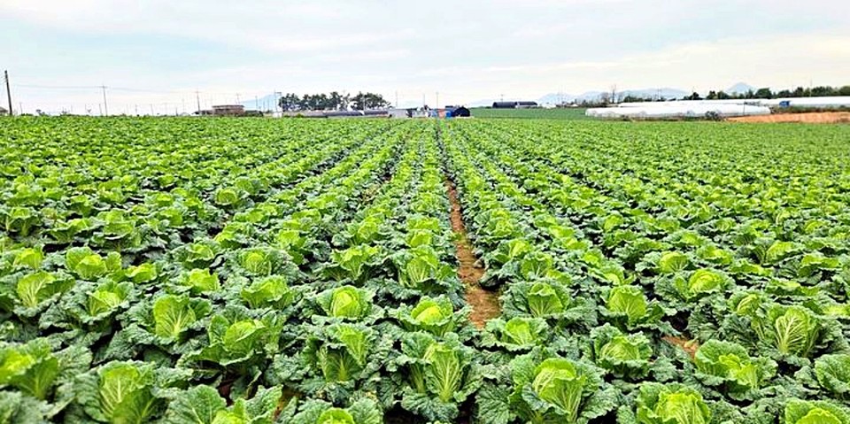 한국농수산식품유통공사(aT)는 올 겨울 김장철을 앞두고 배추가격 안정을 위해 가을 배추 2000t을 정부수매한다고 13일 밝혔다. (2025.11.13) / 사진 = aT 제공