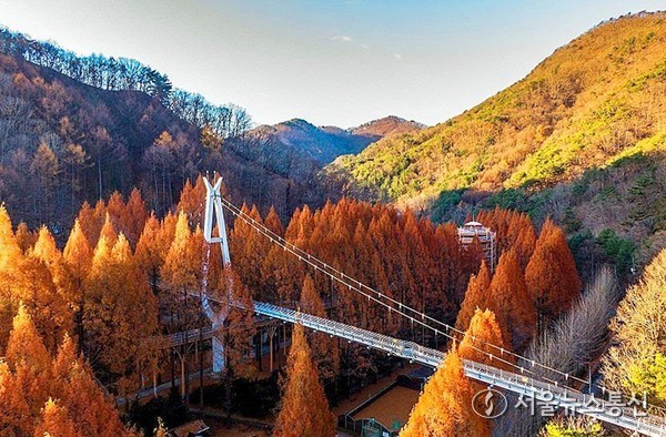 ​장태산자연휴양림. / 사진 = 대전시 제공 2025.11.15, snakorea.rc@gmail.com , *재판매 및 DB 금지​2025.11.15, snakorea.rc@gmail.com , *재판매 및 DB 금지