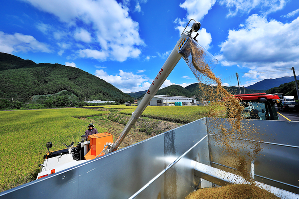 국립종자원이 내년 농사를 준비하는 농가를 위해 벼 정부 보급종 신청을 받는다. (벼 수확) / 사진 = 인제군 제공