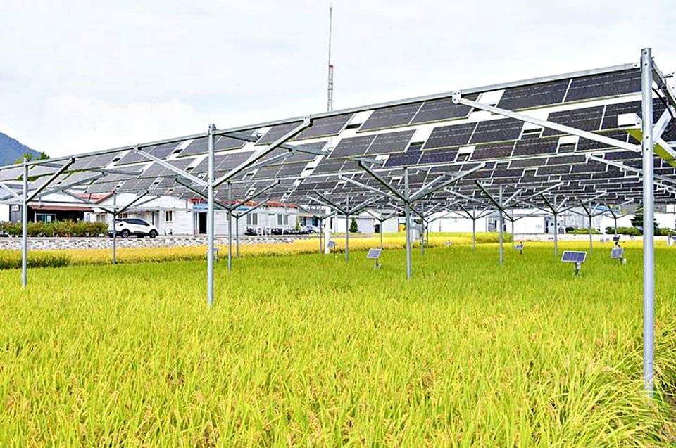 영농형태양광 모습. (2025.09.30) / 사진 = 횡성군 제공